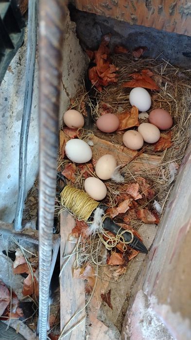 Продам несушек или обмен