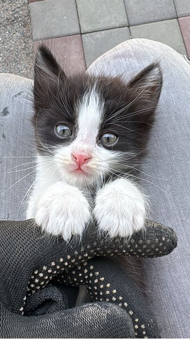 Отдам котенка в добрые руки