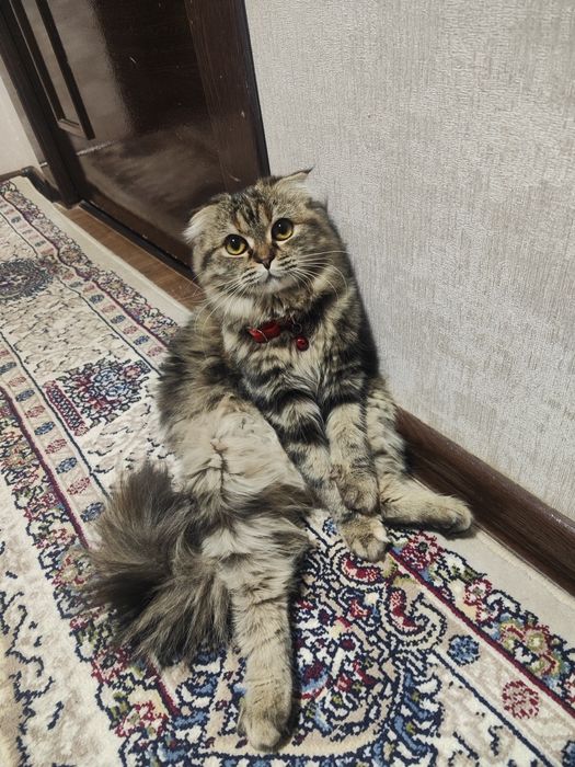 Scottish Fold zotli mushuk