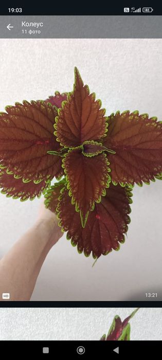 Комнатные растения