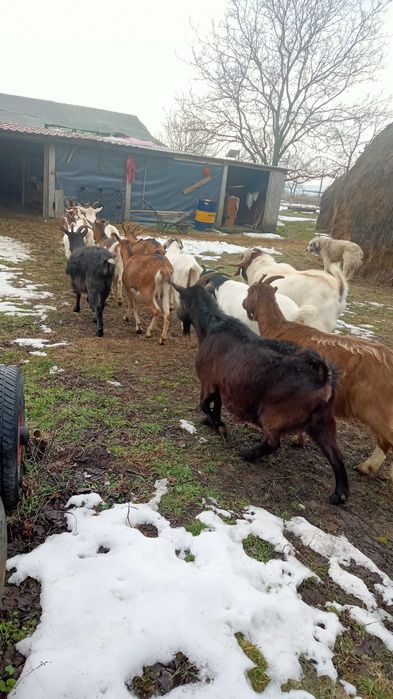 Vând capre bune de lapte