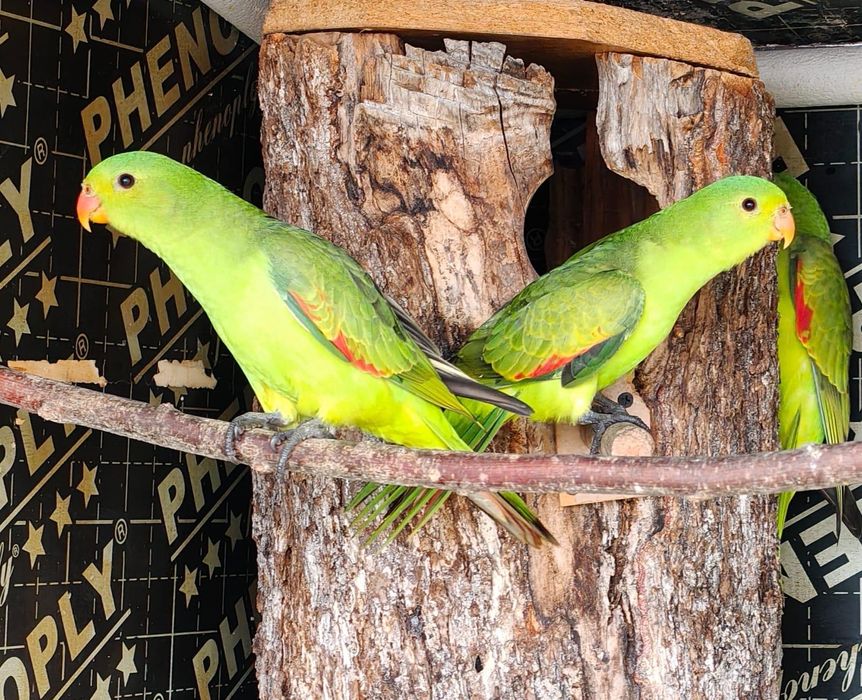 Продавам папагали