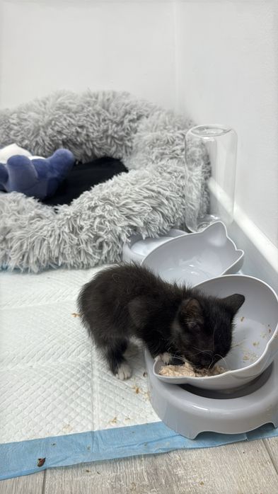Котенок, очень любвеобильный