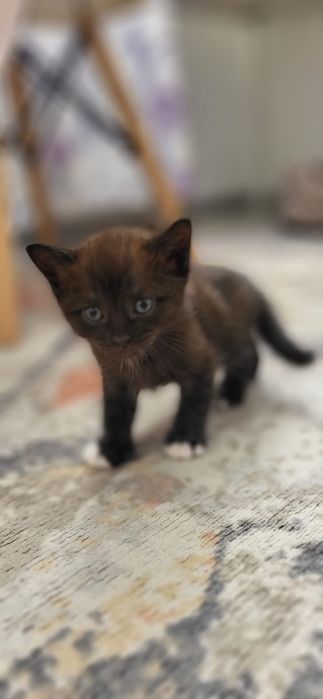 Котёнок мальчик Астана