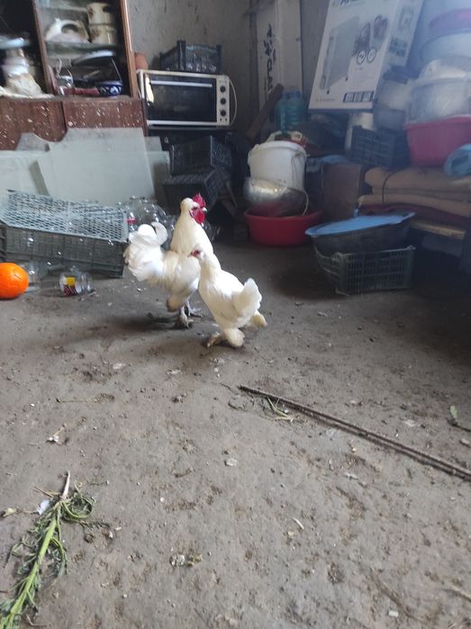 Япончалар сотилади