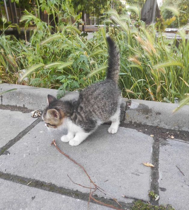 Котета търсят дом