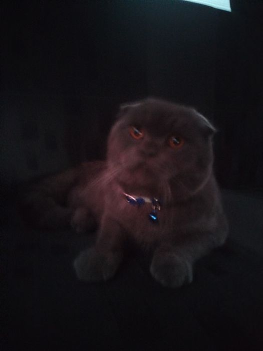 Scotish Fold Britanskiy