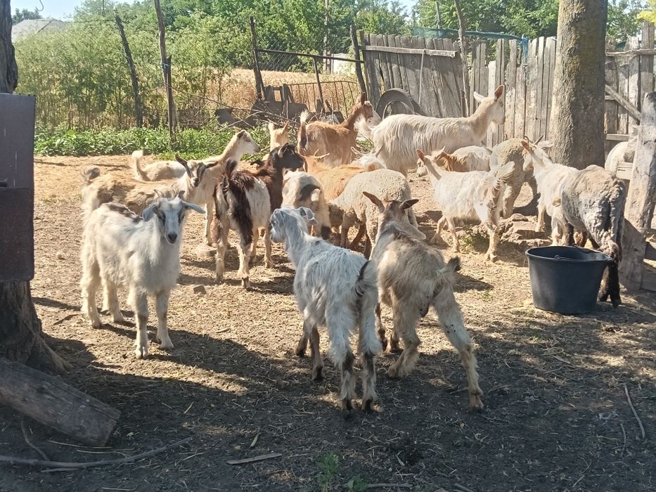 De vânzare 16 iezii