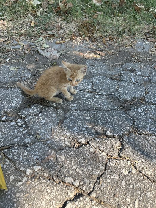 Малко златно котето