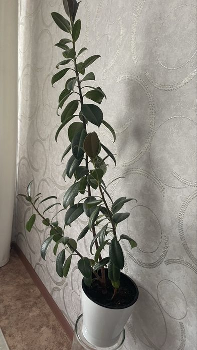 Продам комнатные цветы