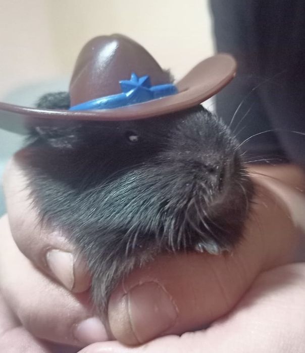 Морская свинка черная