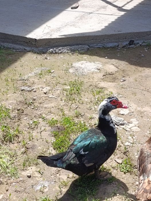 Обмен селезень индоутка