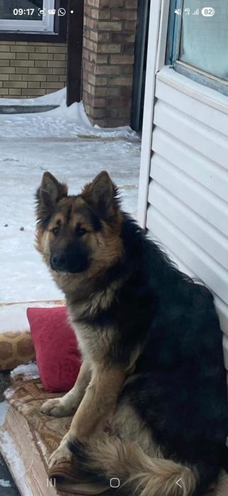 Пристраивается собака молодая