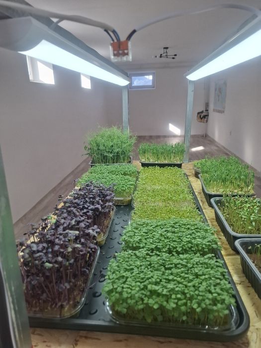 Свежая микрозелень