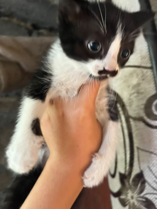Милые котята ищут дом