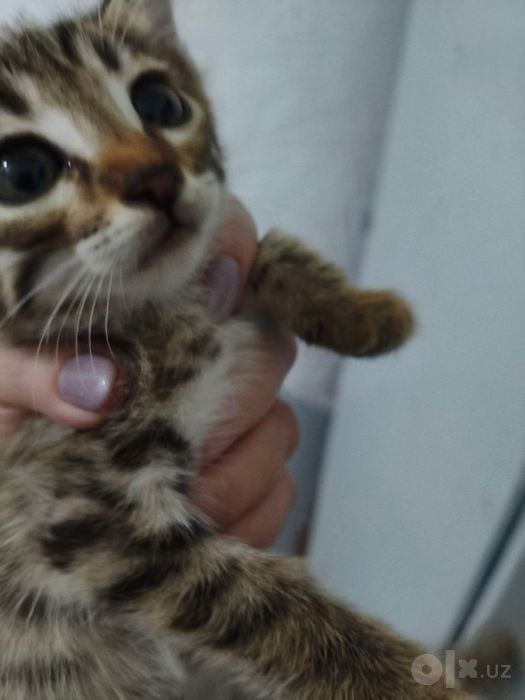 Котята 2 штуки отдам в хорошие и добрые руки
