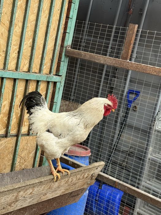 Продам петухов домашних