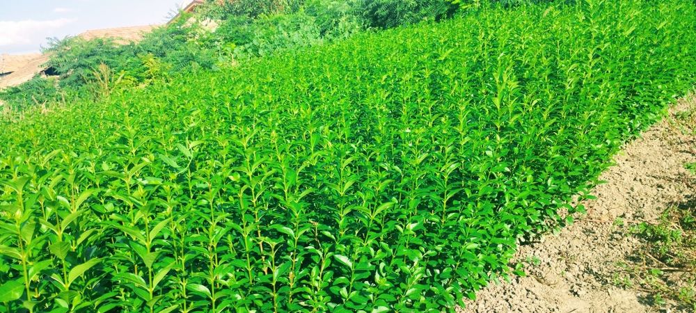 Лигуструм - жив плет