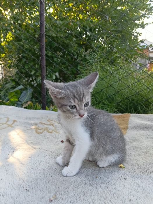Отдам котят в добрые руки
