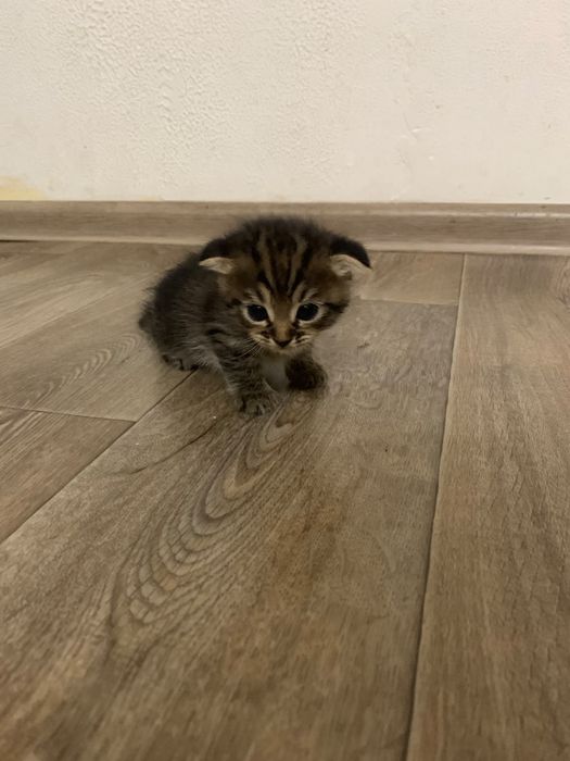 Продам чистокровных котят
