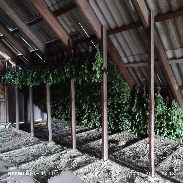 Берёзовые веники