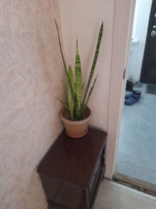 Продам цветок красивый