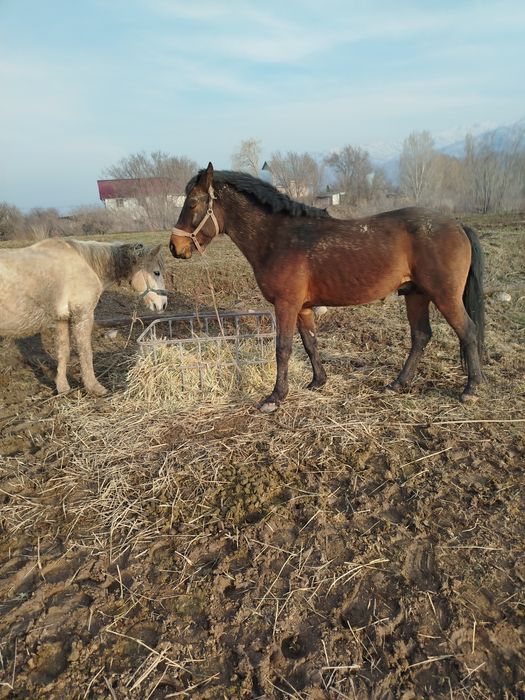 Продам жеребца 5 лет