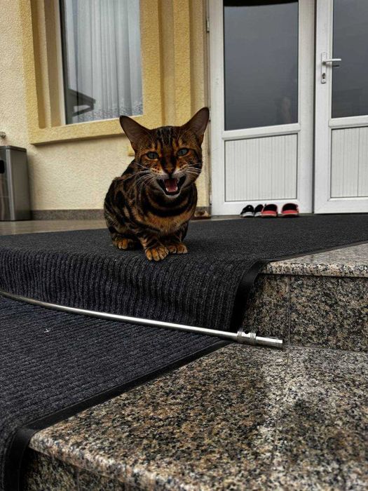 Продам бенгальского кота
