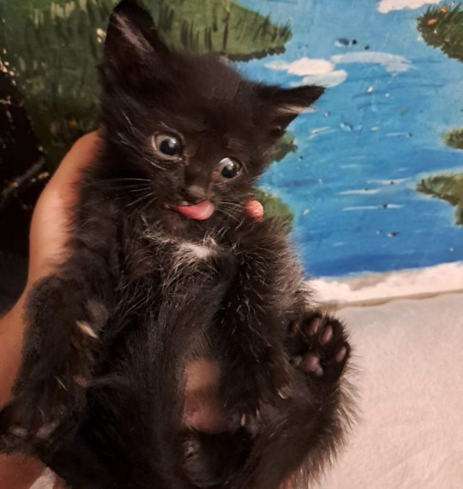 Котята черные домашние 1,5 месяца
