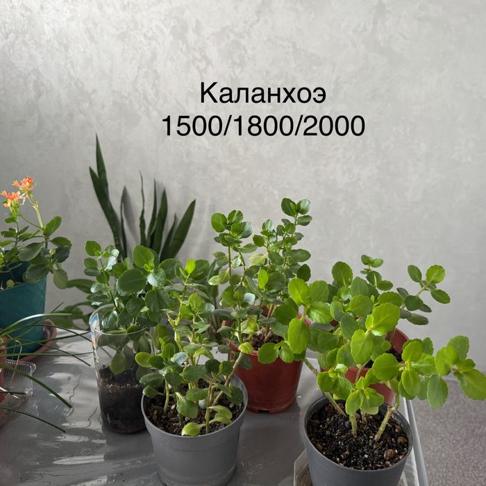 Комнатные растения