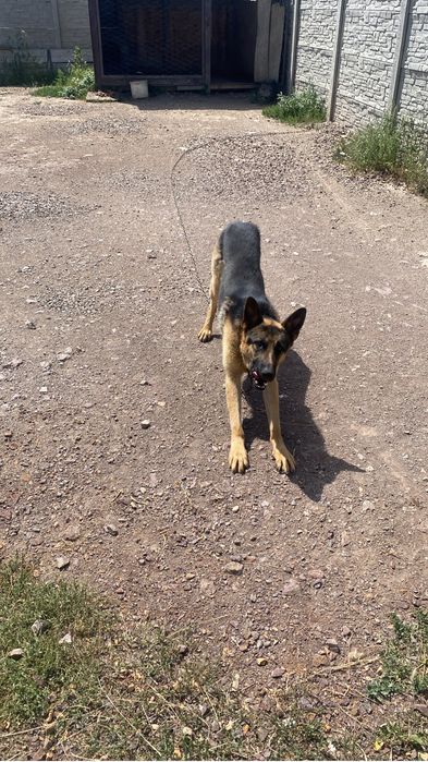 Вязка немецкой овчарки