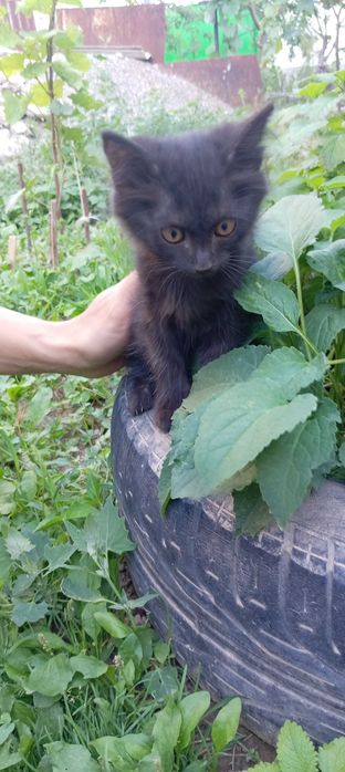 Отдадим трёх котят в добрые руки