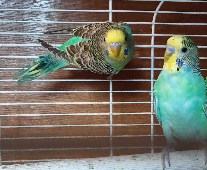 Попугаи волнистые