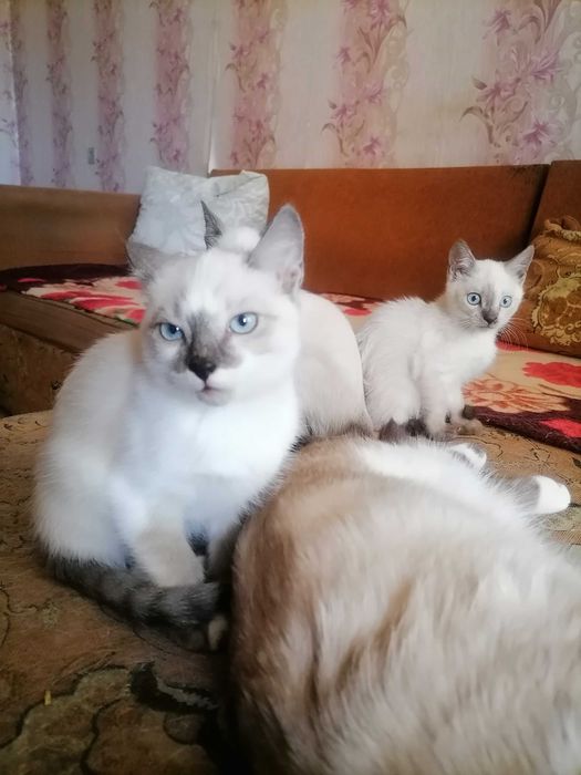 Кошечки сиамские, домашние.