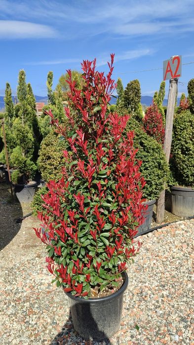 Photinia diferite forme și înălțimi