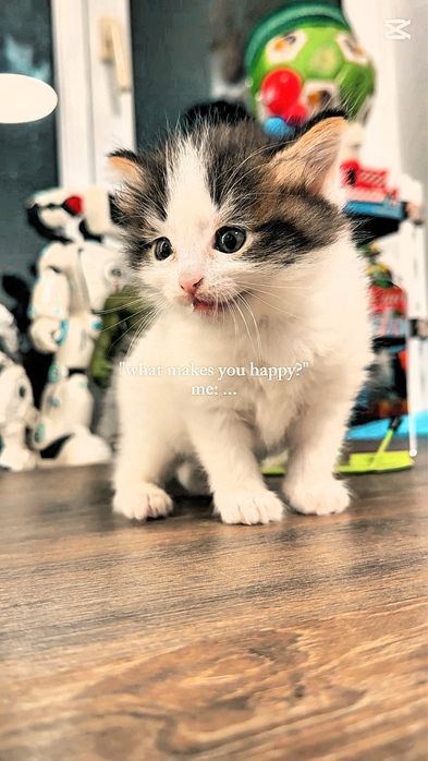 Отдам котят в добрые руки