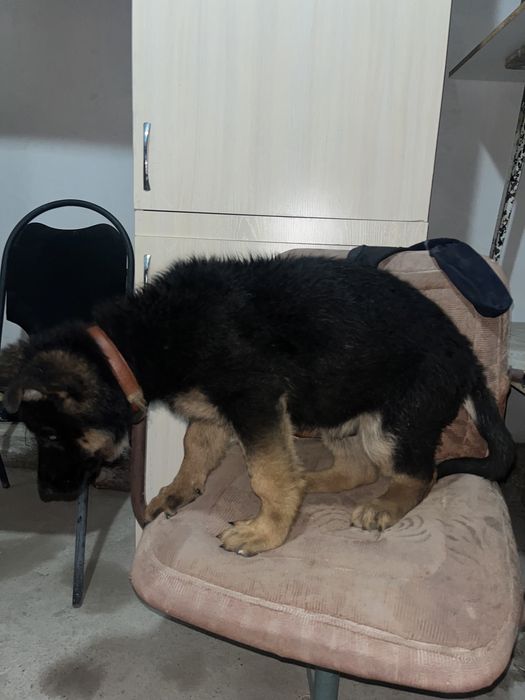 Шенок немецкая овчарка