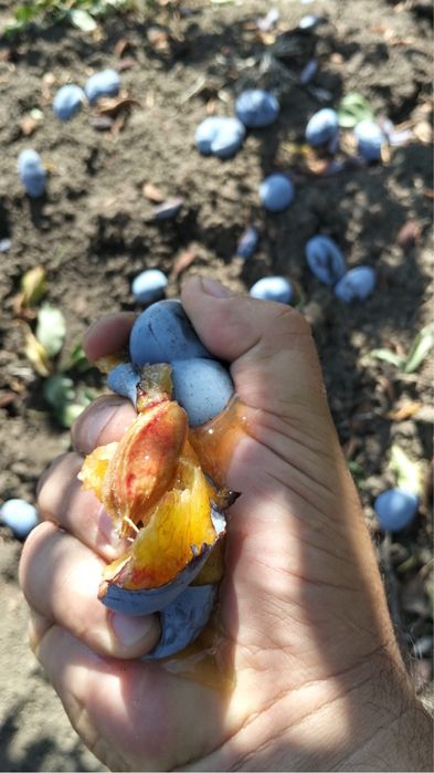 Prune  dulci tuica