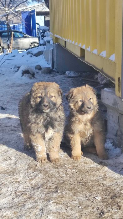 Отдам в добрые руки