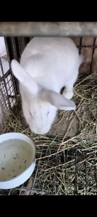 Продам крольчат.