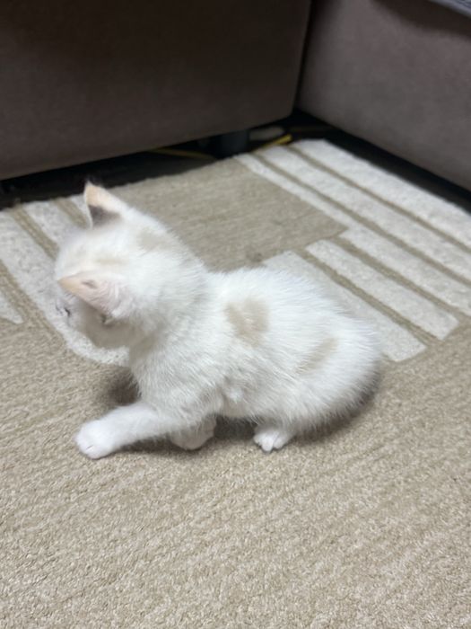 отдам котят 1 месяц им