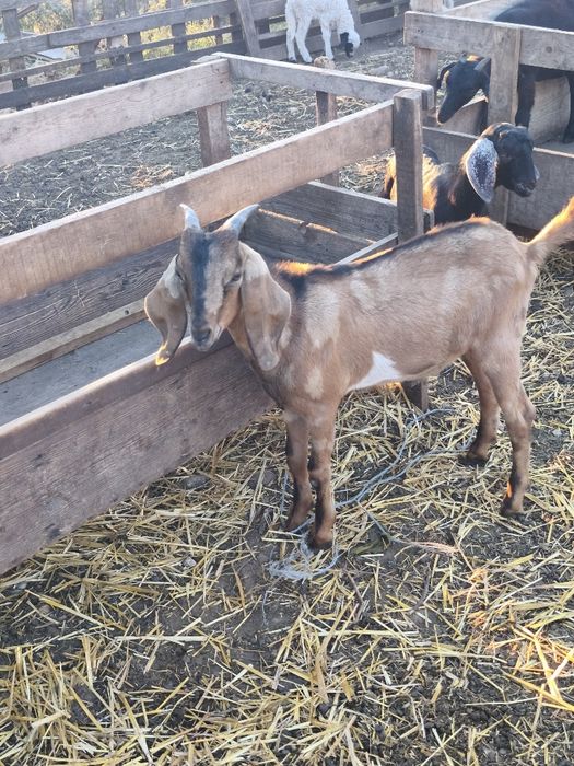 Vând țăpișor anglonubian