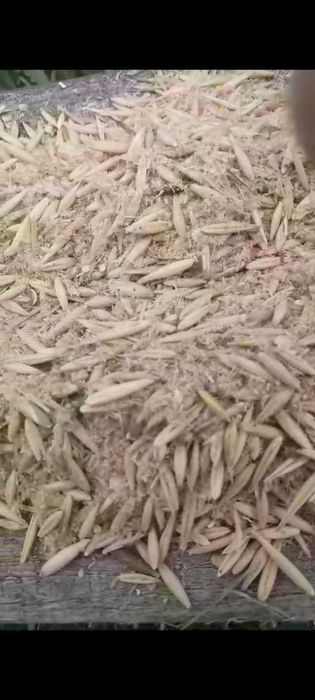 Зерноотходы Овес с мучкой Полова