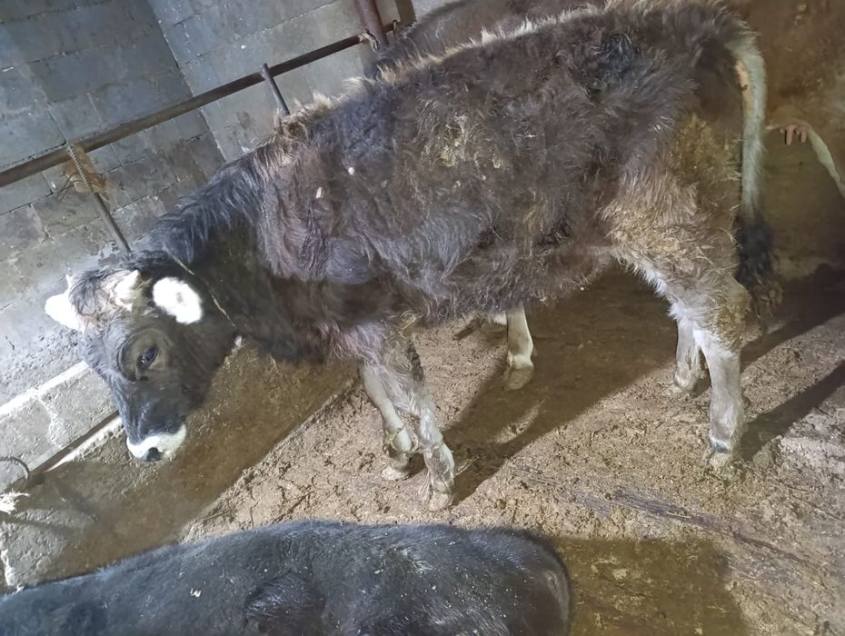 Продам тёлку Алатауской породы