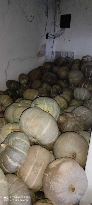 Тиква бяла,сампсон