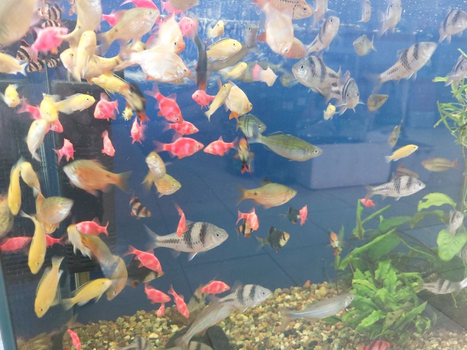 Аквариумные рыбки