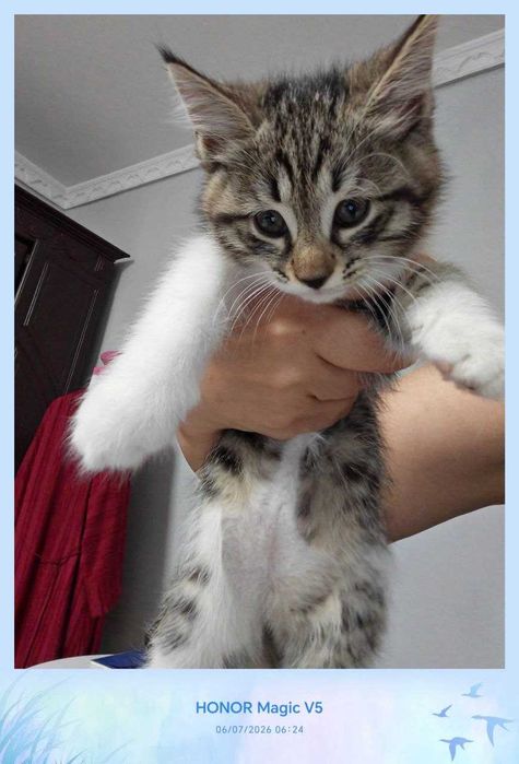 Котенок, дома родился, домашний
