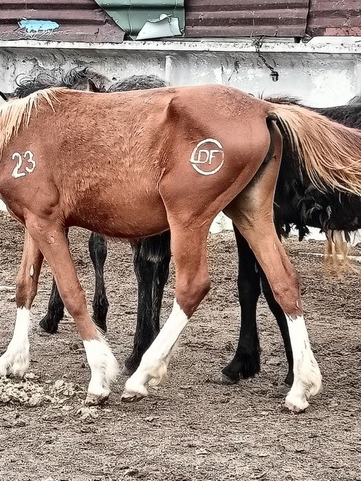 Тавро, танба, азот