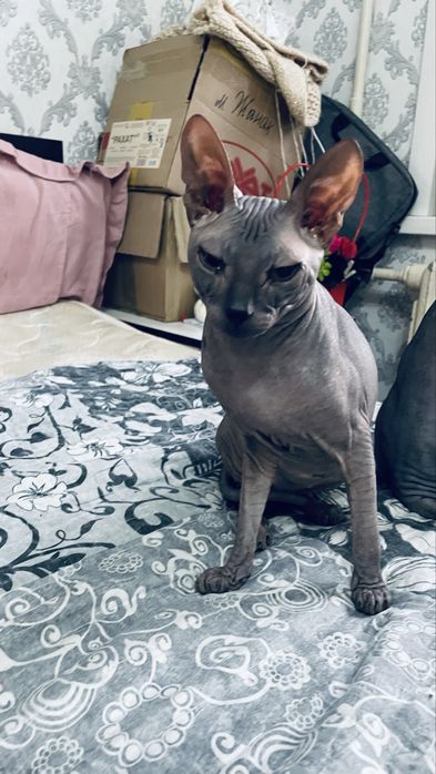 Продам кота сфинкса