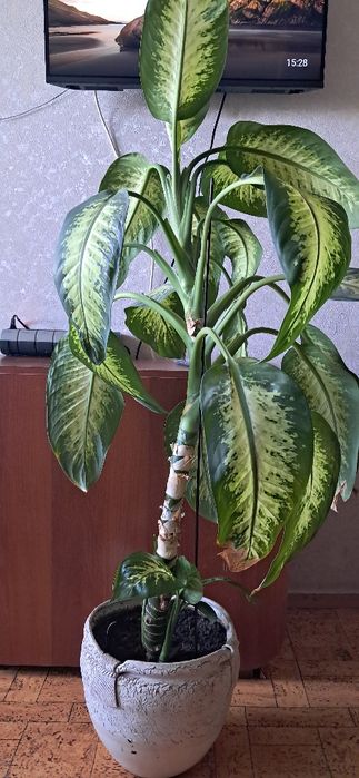 Продам комнатные цветы